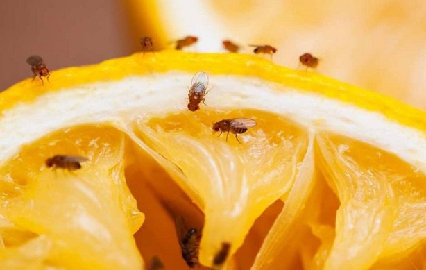 Esta es la técnica de insectos estériles para combatir plagas como el gusano barrenador