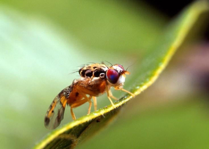Esta es la técnica de insectos estériles para combatir plagas como el gusano barrenador