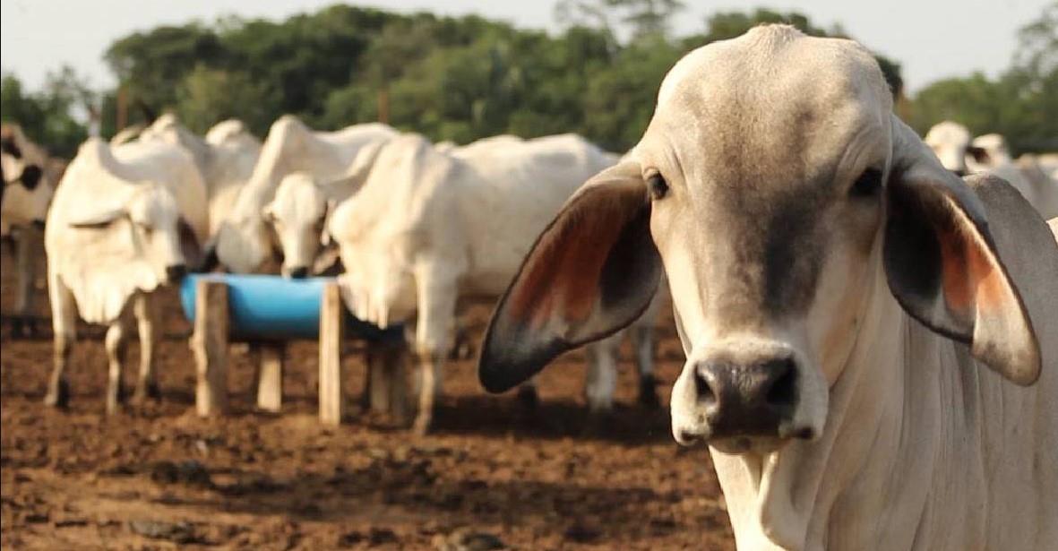 Ganaderos de Veracruz prevén impacto por medidas de EU ante gusano barrenador