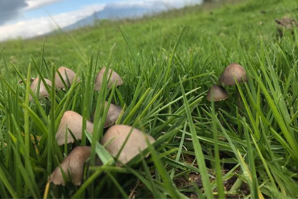 Denuncian posible tráfico de hongos en Xalapa; lo ocultan como ‘tour psicodélico’
