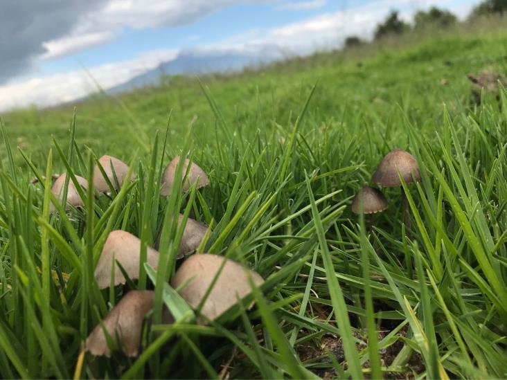 Denuncian posible tráfico de hongos en Xalapa; lo ocultan como ´tour psicodélico´