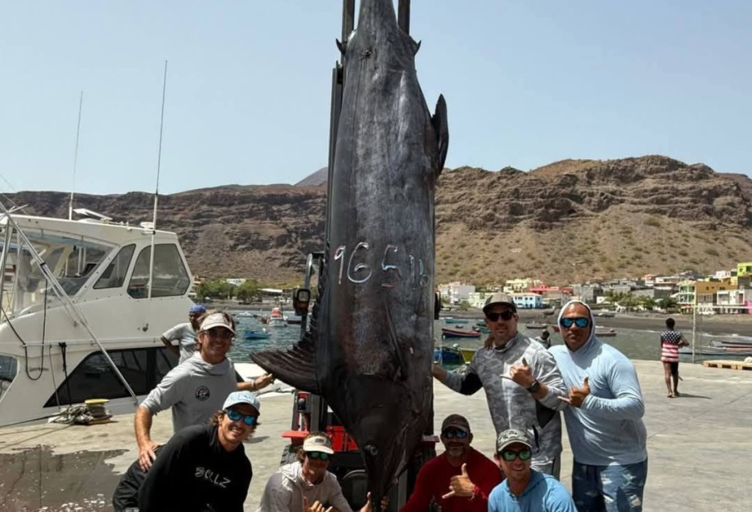 Pescadores de Veracruz capturan mega pez marlín de más de 400 kilos