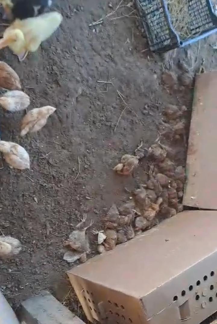 Derrame en el río Coatzacoalcos también genera mortandad de aves de corral | VIDEO