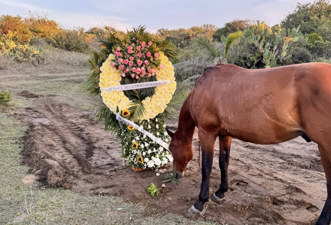 Realizan homenaje a "Hope" caballo que murió tras ser rescatado en Lagos de Puente Moreno en Medellín