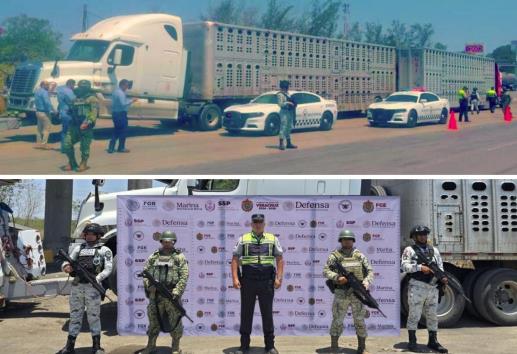 Aseguran camión con ganado presuntamente robado al norte de Veracruz