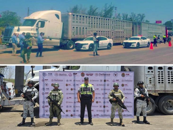 Aseguran camión con ganado presuntamente robado al norte de Veracruz