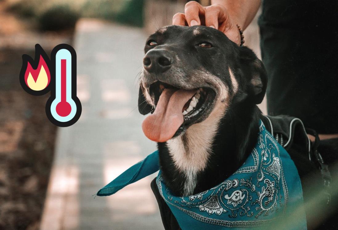 3 consejos para cuidar a tus mascotas de la ola de calor en Veracruz