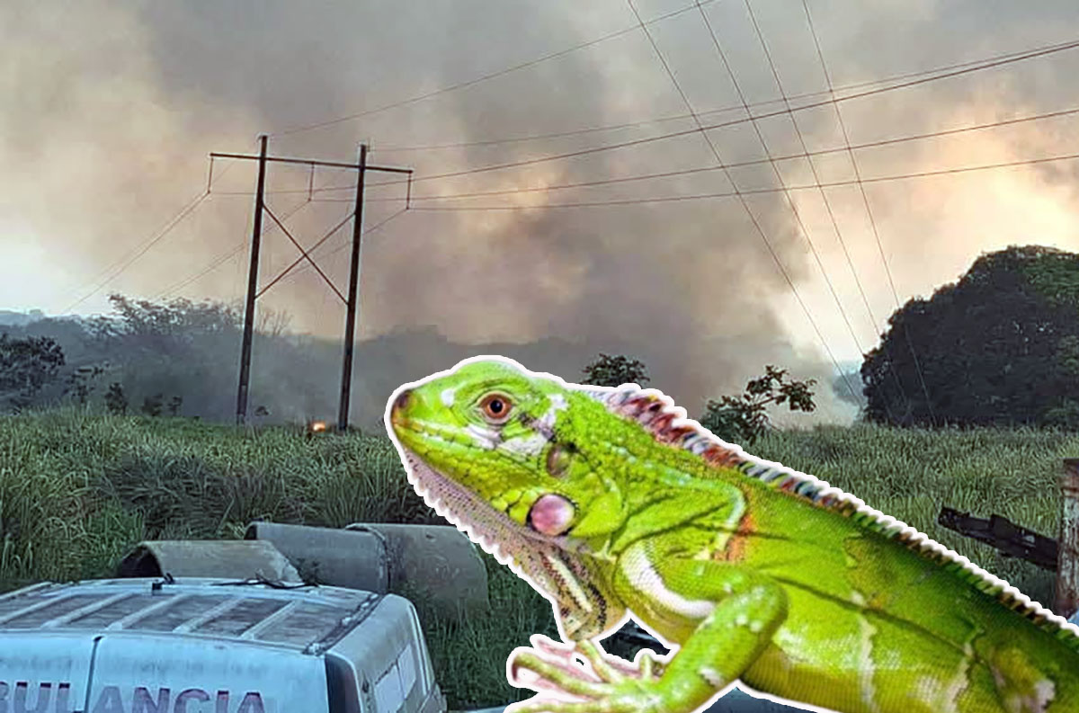 Estarían desatando incendios en Las Choapas para cazar iguanas