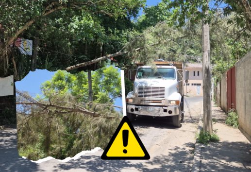 Caída de árbol en la colonia Coralillo en Xalapa, deja sin luz a viviendas 