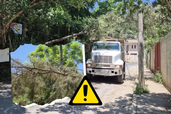 Caída de árbol en la colonia Coralillo en Xalapa, deja sin luz a viviendas 