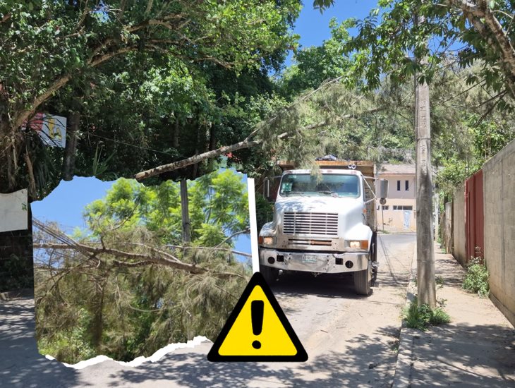 Caída de árbol en la colonia Coralillo en Xalapa, deja sin luz a viviendas 
