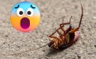 Así puedes eliminar a las cucarachas que se esconden en las grietas | VIDEO