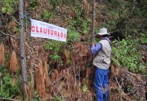 Profepa clausuró predio en Coatepec por tala ilegal
