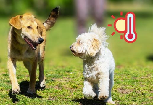 Consejos para sacar a pasear a tu perro en la ola de calor