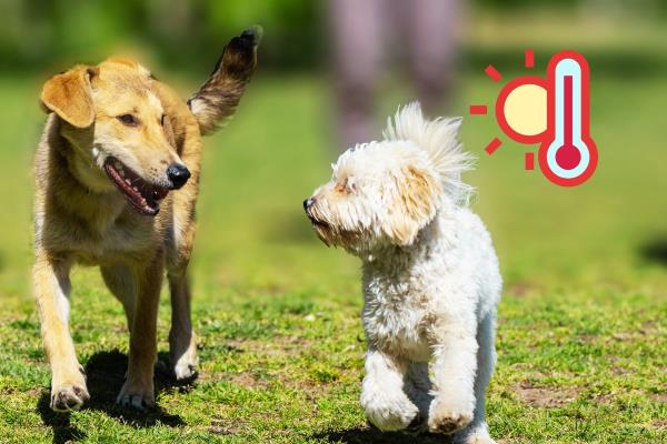 Consejos para sacar a pasear a tu perro en la ola de calor