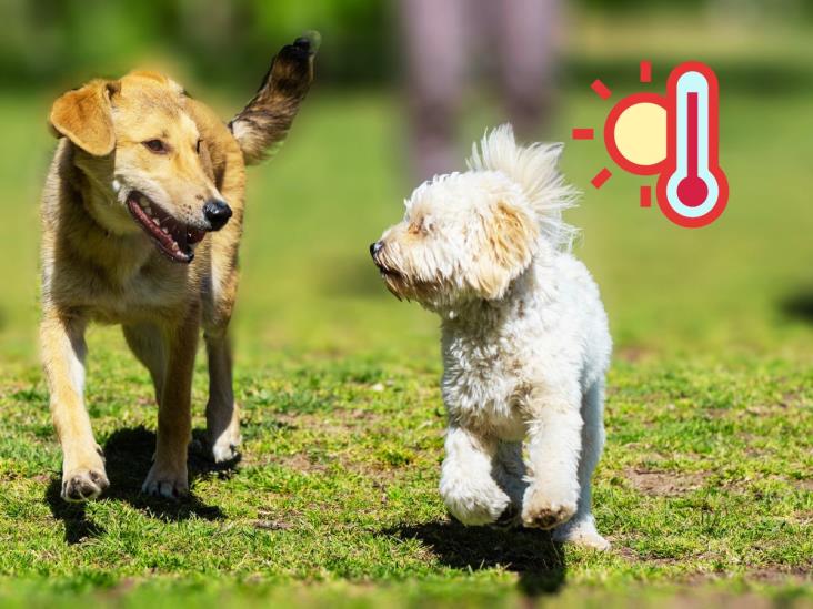 Consejos para sacar a pasear a tu perro en la ola de calor