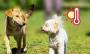 Consejos para sacar a pasear a tu perro en la ola de calor