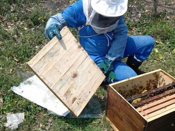 Sequía limita la producción de miel en el norte veracruzano