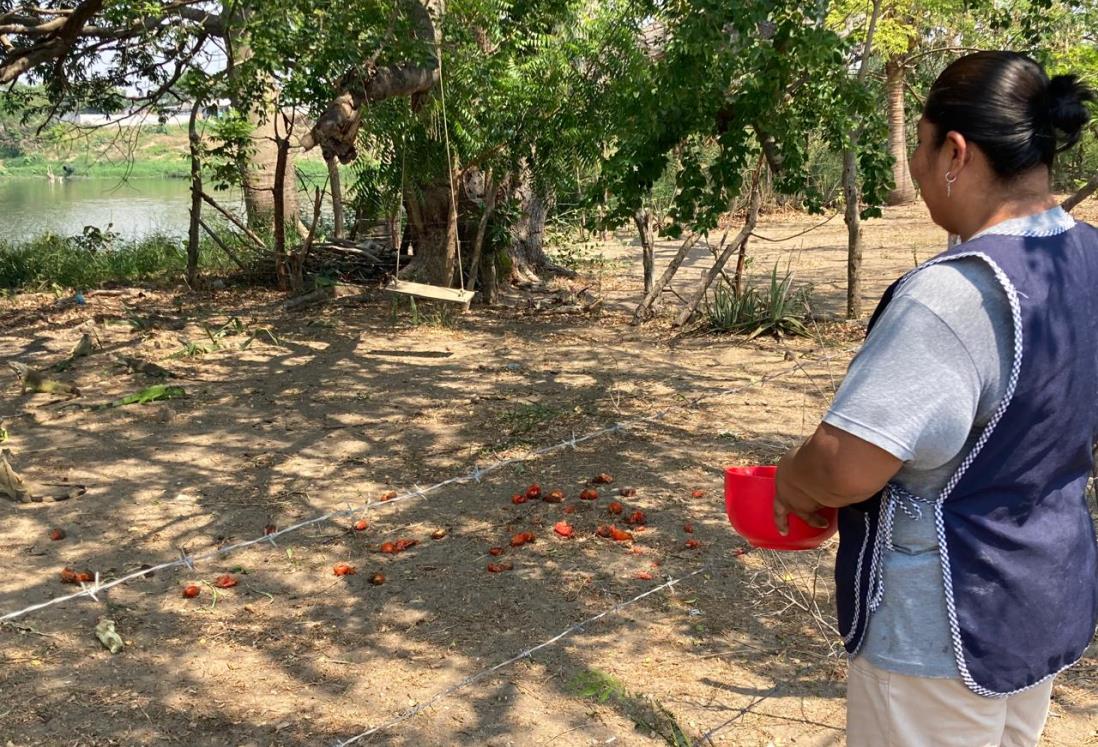 Doña Felicitas alimenta a más de 30 iguanas en Lomas del Coyol, en Veracruz | VIDEO