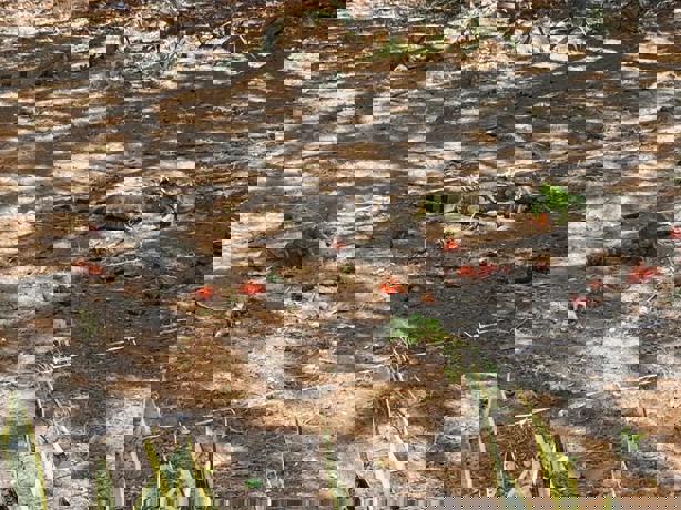 Doña Felicitas alimenta a más de 30 iguanas en Lomas del Coyol, en Veracruz | VIDEO