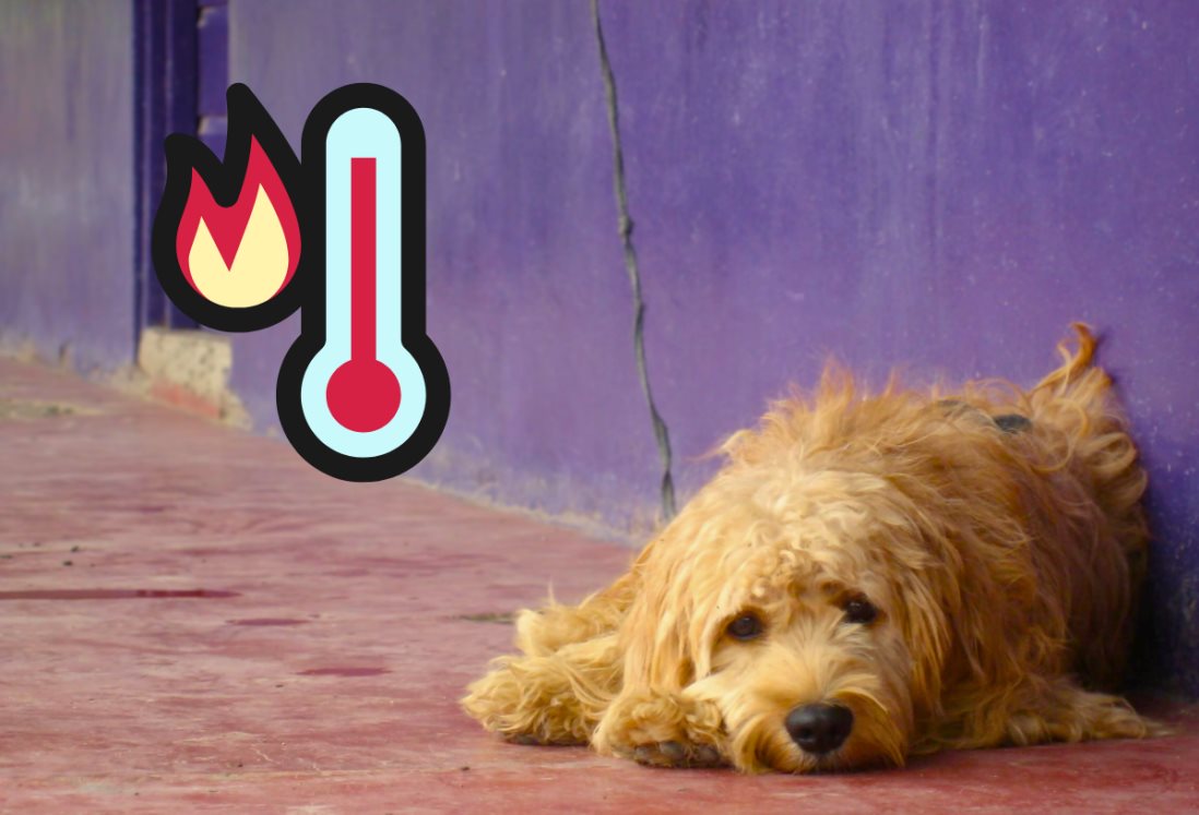 Activista llama a no dejar perros en azoteas bajo el sol: "sufren igual que nosotros"