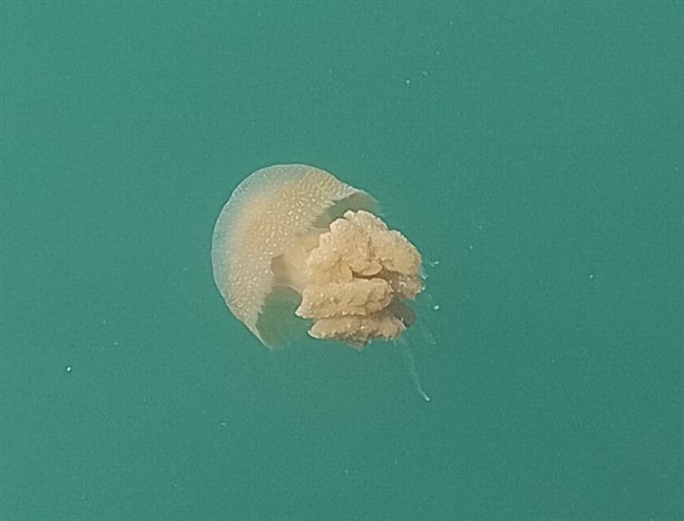 Así puedes evitar que se te haga cicatriz si te picó una medusa en Veracruz | Recomendaciones