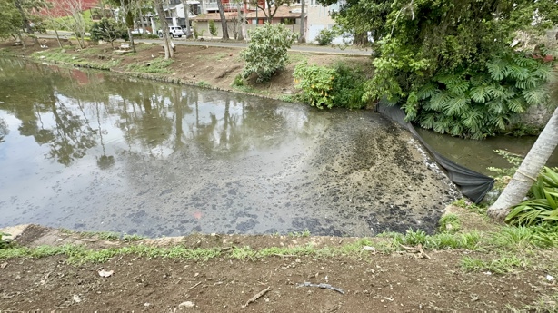 Ayuntamiento comienza acciones para sanear lago de Las Ánimas