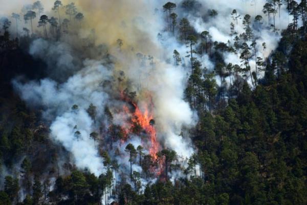 Incendios forestales devastaron mil 787 hectáreas en Veracruz