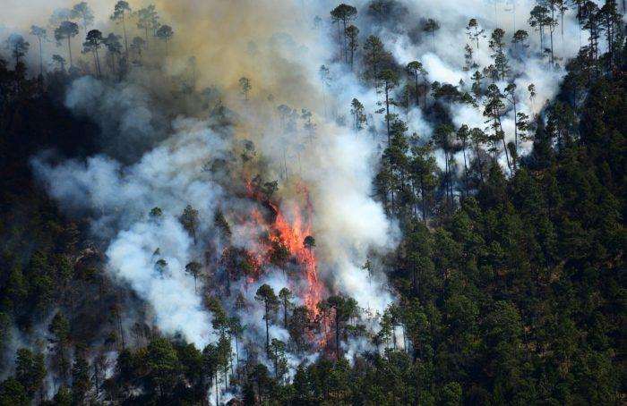 Incendios forestales devastaron mil 787 hectáreas en Veracruz