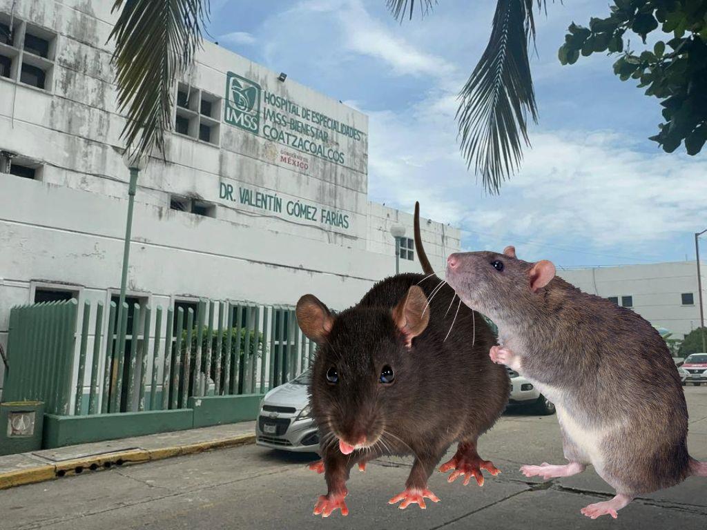 Jardineras del IMSS-Bienestar de Coatzacoalcos se convirtieron en un nido de ratas, ¡cada vez son más! | VIDEO