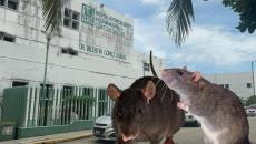 Jardineras del IMSS-Bienestar de Coatzacoalcos se convirtieron en un nido de ratas, ¡cada vez son más! | VIDEO