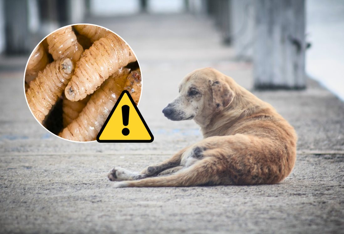 ¿Gusano barrenador puede infectar a perros? Reportan 9 casos en México