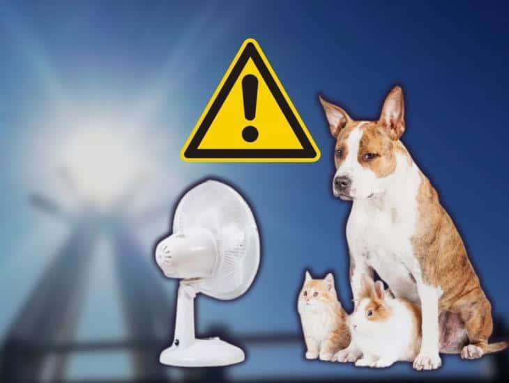 Ola de Calor 2025: Así puedes prevenir golpes de calor en mascotas