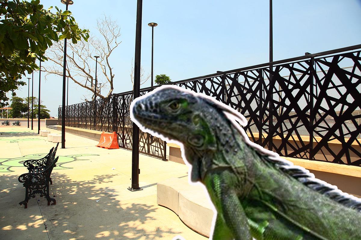 Nuevo Iguanario de Coatzacoalcos ya tiene inquilinos, ¿ya fue inaugurado?