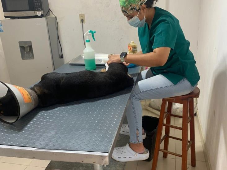 Refugio temporal animalista suspende labores por corte de luz en Misantla