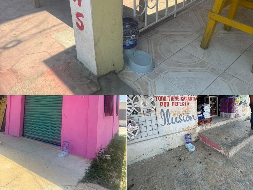 Con estas acciones se apiadan de animales callejeros en Villa Cuichapa