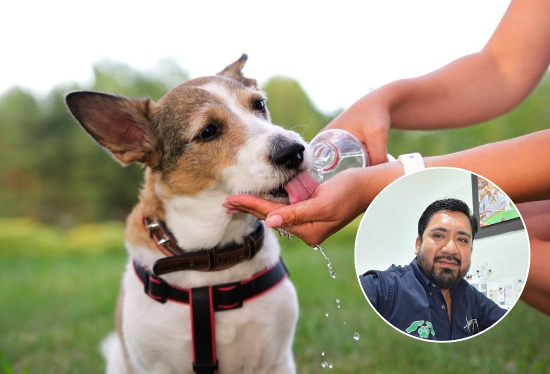 De esta forma puedes atender a tu mascota si sufre un golpe de calor