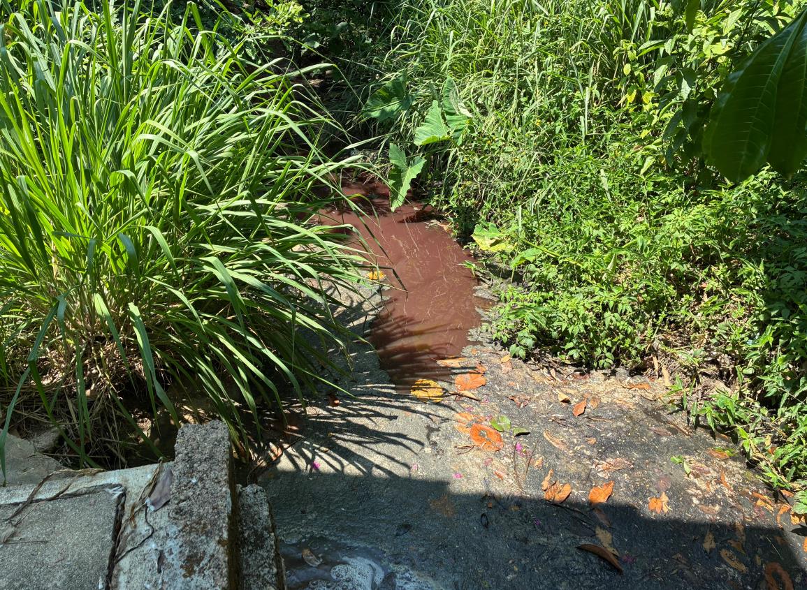 Vecinos de Minatitlán ya no sorportan pestilencia  y contaminación que genera el rastro
