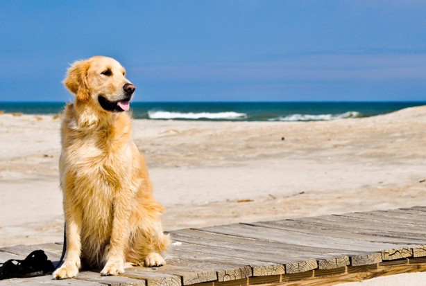 A esta hora del día debes evitar pasear a tus perros en las playas de Veracruz