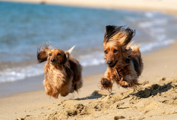 A esta hora del día debes evitar pasear a tus perros en las playas de Veracruz