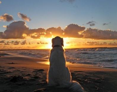 A esta hora del día debes evitar pasear a tus perros en las playas de Veracruz