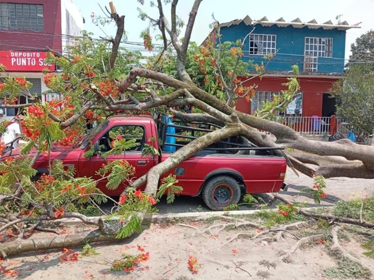 Árbol cae sobre camioneta donde viajaban dos mujeres en Tlapacoyan