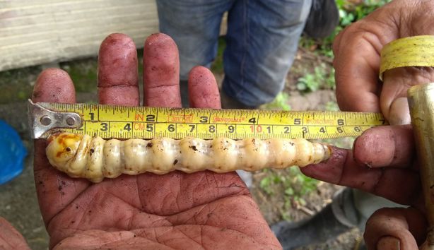 Esto duró la primera plaga de Gusano Barrenador en México ¿Cómo la erradicaron?