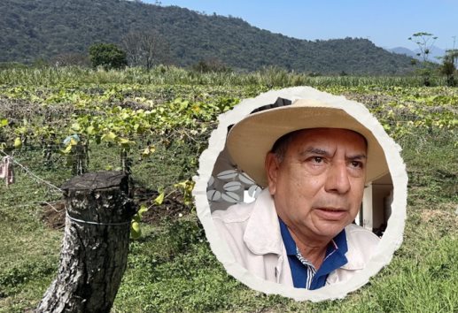 Productores de chayote en Ixtaczoquitlán, optimistas pese a riesgos climáticos