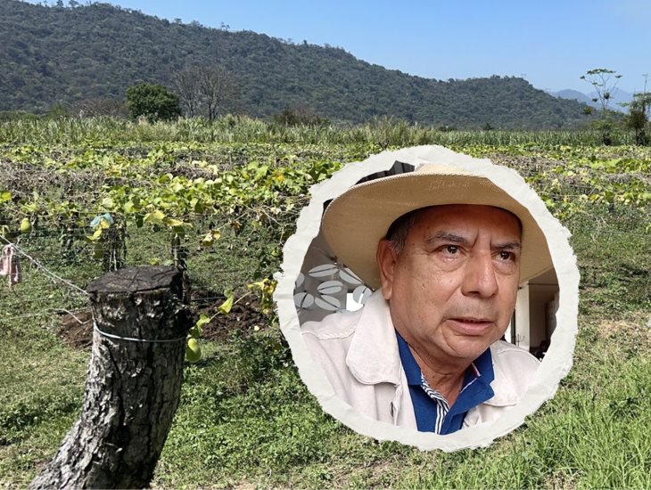 Productores de chayote en Ixtaczoquitlán, optimistas pese a riesgos climáticos