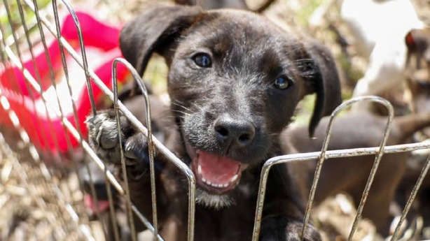 ¿Quieres adoptar un perrito? Estos son todos los gastos que debes considerar para hacerlo
