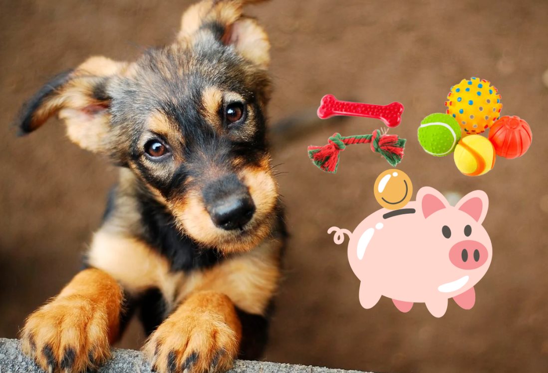 ¿Quieres adoptar un perrito? Estos son todos los gastos que debes considerar para hacerlo