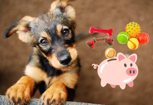 ¿Quieres adoptar un perrito? Estos son todos los gastos que debes considerar para hacerlo