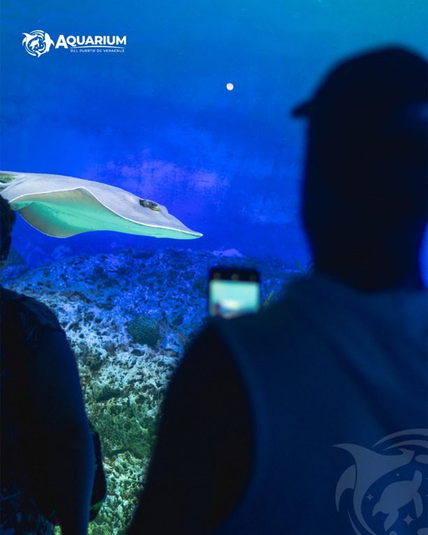 Aquarium de Veracruz: este será el próximo martes gratis en junio 2025