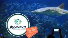 Aquarium de Veracruz: este será el próximo martes gratis en junio 2025